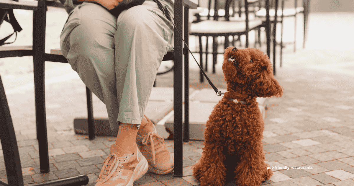 pet-friendly restaurants